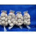 Size 5.0 New Crop Fresh Normal White Garlic